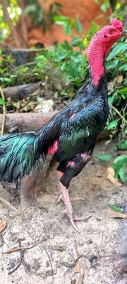 Gà đòn Bình Định Ô 3kg1. Mua bán Gà tại Huyện Củ Chi Tp Hồ Chí Minh được đăng bởi Chicken Shop 