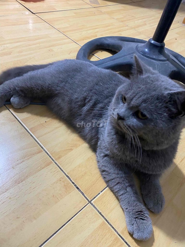 Mèo Anh lông ngắn xám đực. Mua bán Mèo tại Quận Bắc Từ Liêm Hà Nội được đăng bởi Thành Công hình 1