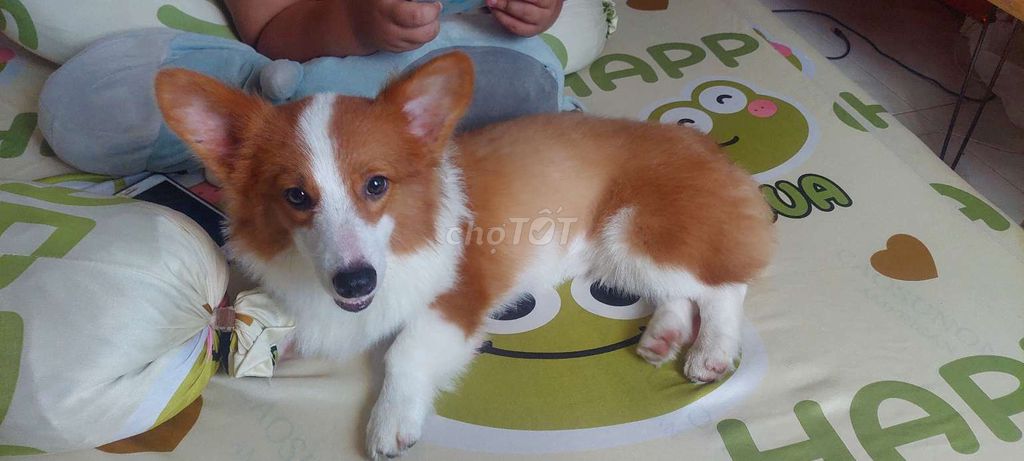 Chó Corgi Cái 7 tháng Nâu trắng đã tiêm phòng. Mua bán Chó tại Quận Gò Vấp Tp Hồ Chí Minh được đăng bởi Nguyễn Di Quân hình 1