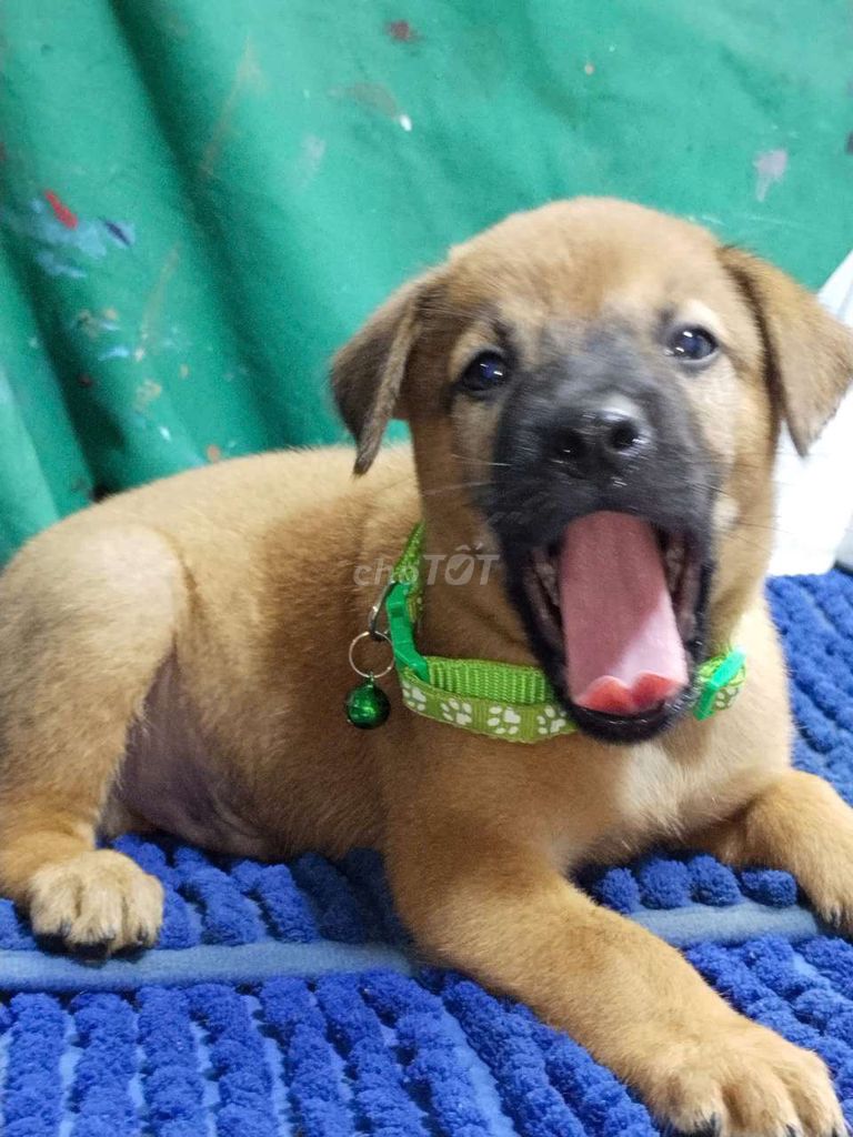 Chó Becgie Bỉ đực vàng thông minh coi nhà giỏi . Mua bán Chó tại Quận Bình Tân Tp Hồ Chí Minh được đăng bởi Nguyễn Hằng hình 1