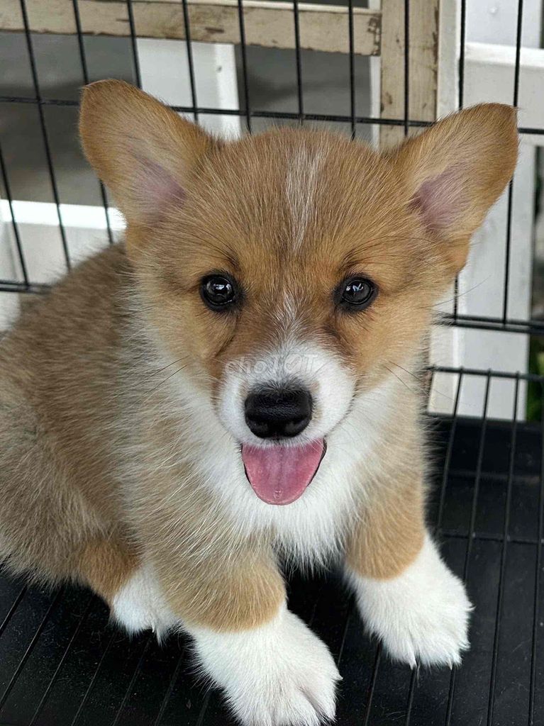 Tìm chủ mới cho bé Corgi thuần chủng tại Đà Lạt. Mua bán Chó tại Thành phố Đà Lạt Lâm Đồng được đăng bởi Bum hình 1
