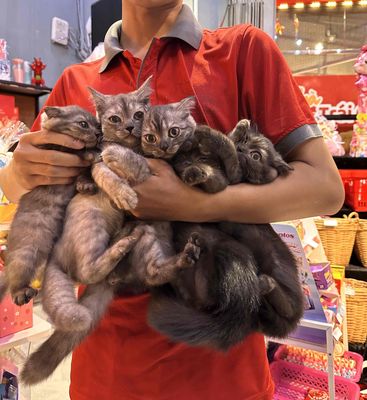 Mèo Anh lông lỡ tai cụp 6 tháng