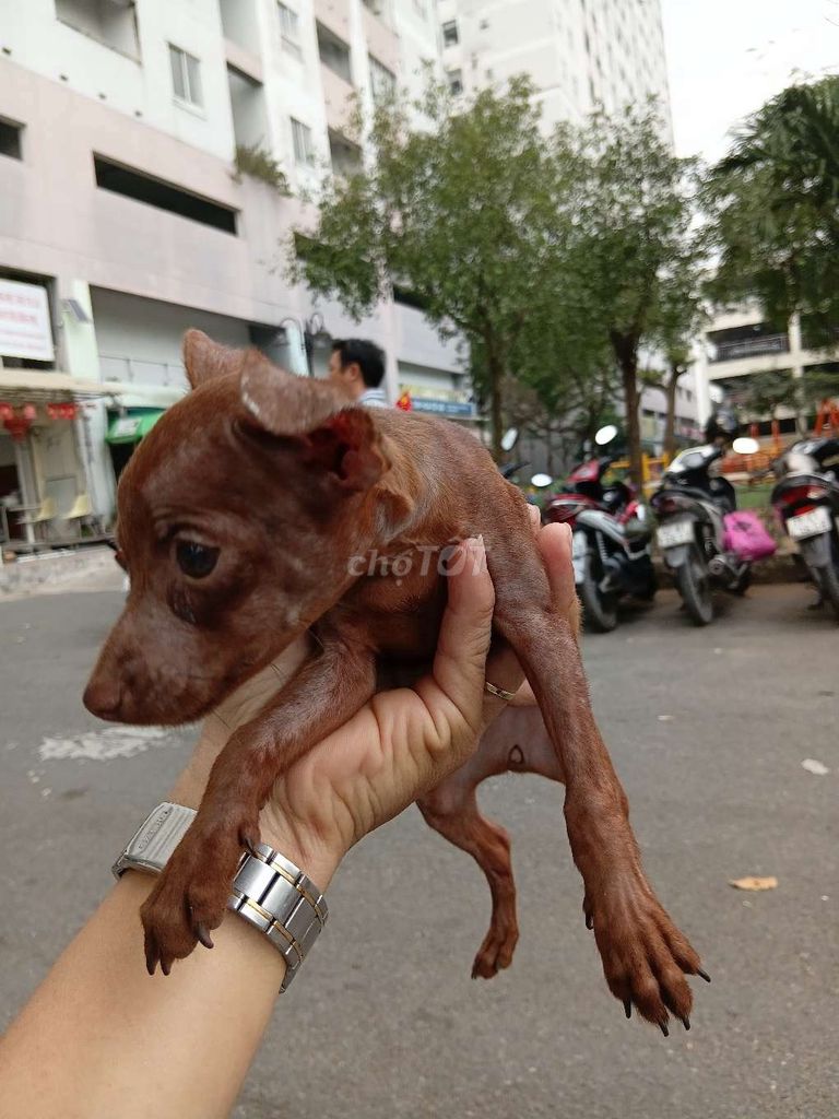 Chó Phốc hươu cái hơn 2 tháng. Mua bán Chó tại Huyện Bình Chánh Tp Hồ Chí Minh được đăng bởi Birds TNT hình 1