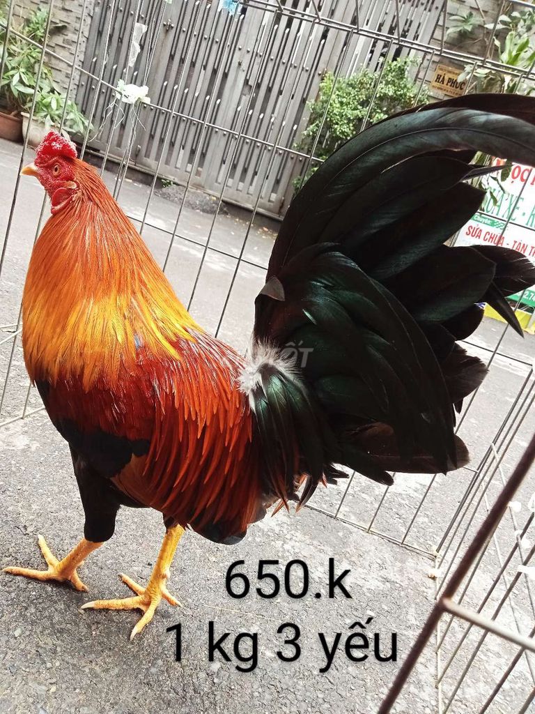 Tơ zin 1 kg 3 yếu nhé ae