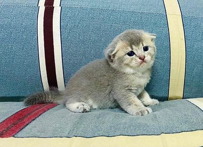 Blue Golden - Blue Tabby - Brown Tabby tìm 🏡