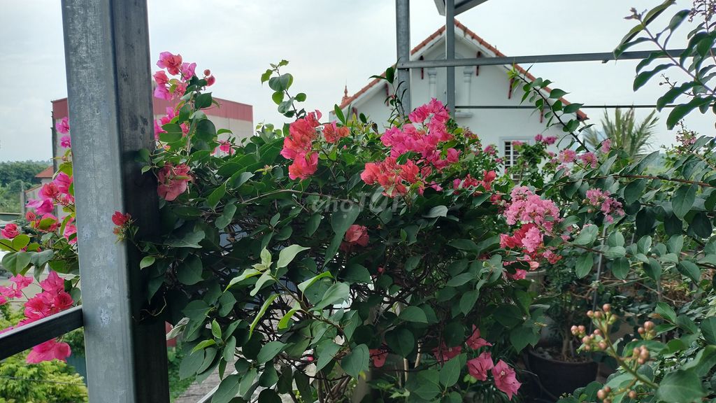Hoa giấy Cam, trắng, đỏ lửa hơn 3 năm. Mua bán Cây cảnh, đồ trang trí tại Huyện Gia Lâm Hà Nội được đăng bởi Khang hình 1