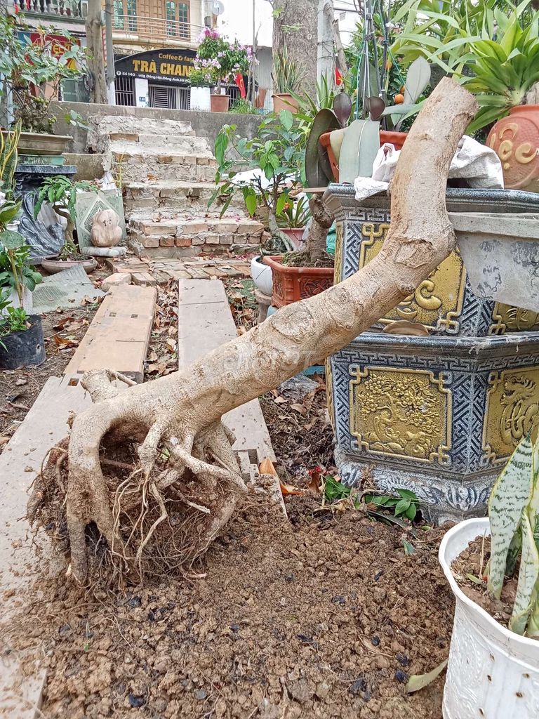 Cây cảnh Phượng vĩ Đỏ Phôi. Mua bán Cây cảnh, đồ trang trí tại Huyện Đông Anh Hà Nội được đăng bởi nghiêm đình cường  hình 1