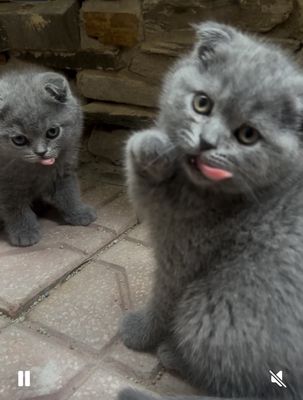 Mèo Anh lông ngắn Xám xanh 2 tháng