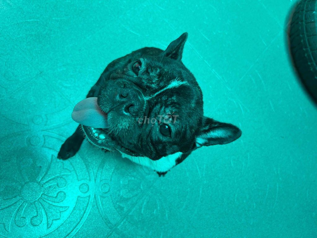 Chó Bull Pháp đực 6 tháng. Mua bán Chó tại Quận Tân Phú Tp Hồ Chí Minh được đăng bởi Quân Đen hình 1