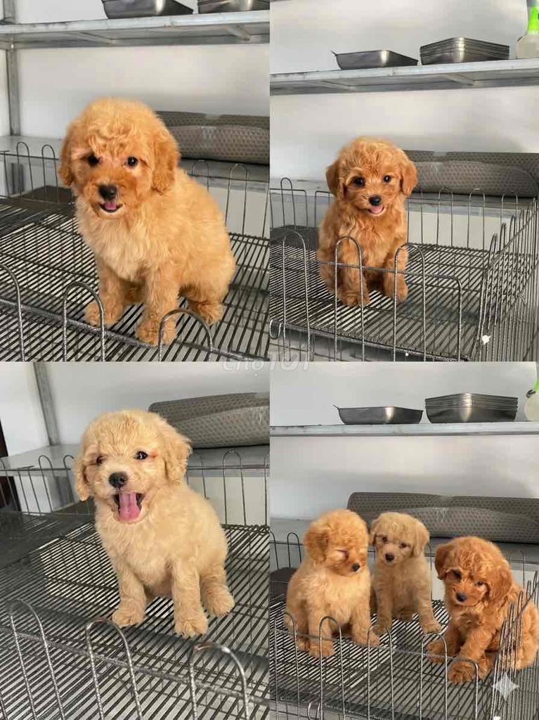 Chó Poodle Nâu đã tiêm vacxin. Mua bán Chó tại Thành phố Buôn Ma Thuột Đắk Lắk được đăng bởi Sang Ngô hình 1