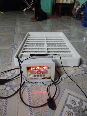Máy ấp trứng đảo tư động mới 99%. Mua bán Đồ chuyên dụng, Giống nuôi trồng tại Thành phố Mỹ Tho Tiền Giang được đăng bởi Quân Gà Tre