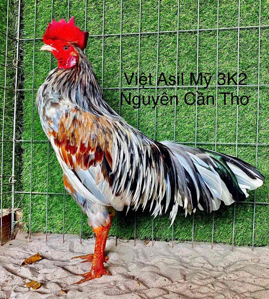 Bướm Ngũ Sắc Việt Asil Mỹ 3K2 Tay Tròn