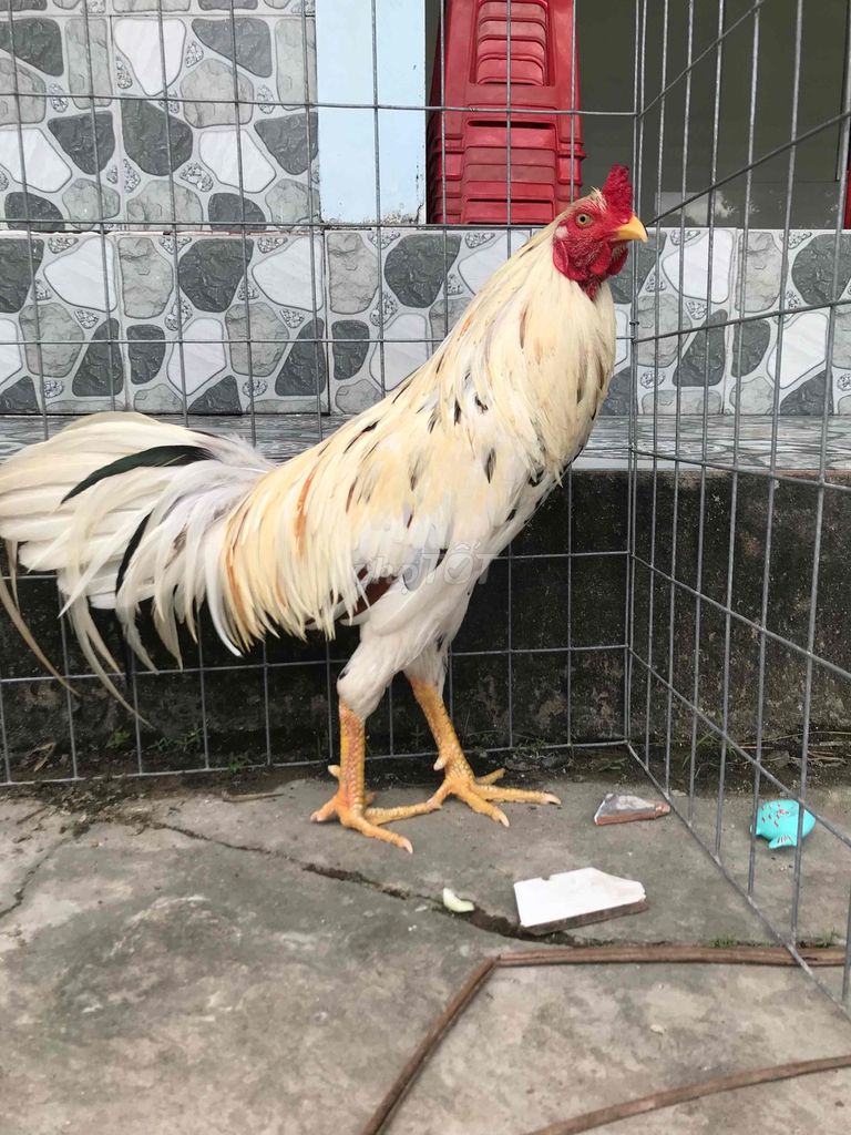 ga bướm 2kg6 trang 2kg7