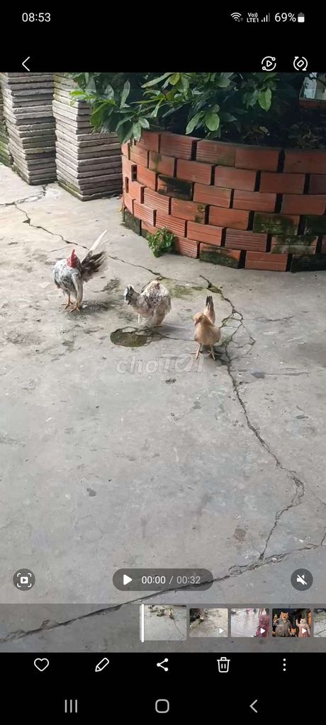 Serama 1 trống 2 mái. Mua bán Gà tại Thành phố Vĩnh Long Vĩnh Long được đăng bởi Loi Lac hình 2