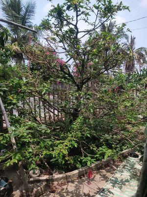 Mai vàng trên 30 năm tuổi. Mua bán Cây cảnh, đồ trang trí tại Huyện Tân Hồng Đồng Tháp được đăng bởi Phamhongphuc