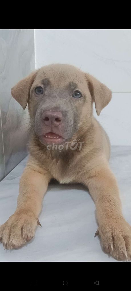Chó Pitbull F1 đực mắt xanh khôn lanh coi nhà i . Mua bán Chó tại Quận 6 Tp Hồ Chí Minh được đăng bởi Tăng Chí Lương  hình 1