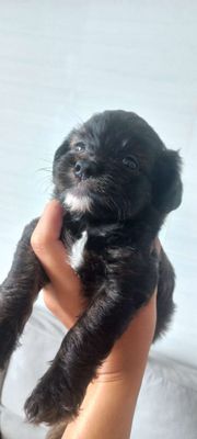 "🐶 CẦN TÌM NHÀ MỚI CHO BÉ CÚN 🐾. Mua bán Chó tại Quận Gò Vấp Tp Hồ Chí Minh được đăng bởi Minh Quan