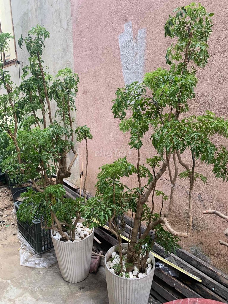 Cây cảnh Xanh lá. Mua bán Cây cảnh, đồ trang trí tại Huyện Hòa Vang Đà Nẵng được đăng bởi lanhnguyen hình 1