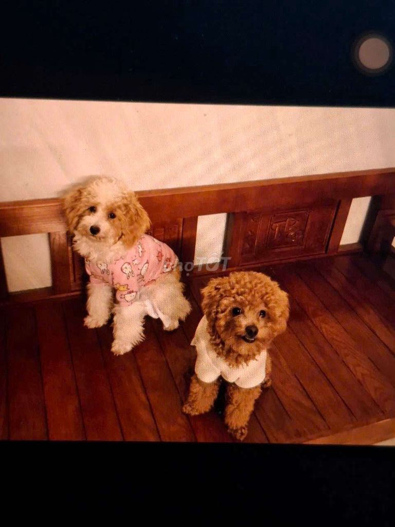 Tìm chủ mới cho poodle. Mua bán Chó tại Quận Thanh Khê Đà Nẵng được đăng bởi nga vo van hình 6