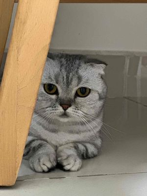 Munchkin Silver Tabby. Mua bán Mèo tại Huyện Nhà Bè Tp Hồ Chí Minh được đăng bởi My Hoàng