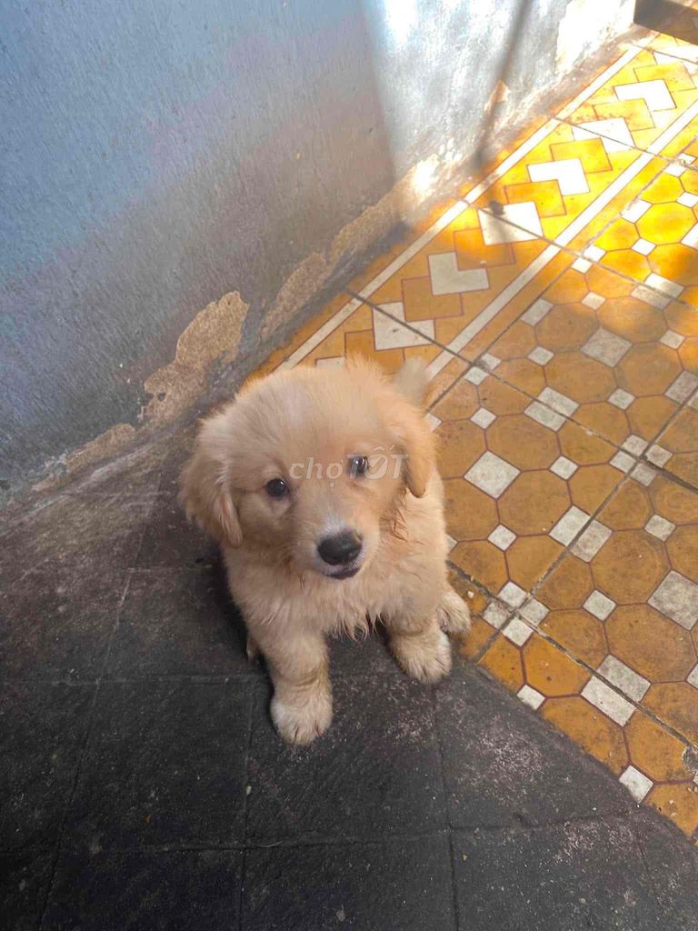 Chó Golden Retriever. Mua bán Chó tại Huyện Củ Chi Tp Hồ Chí Minh được đăng bởi Nguyễn Thị Minh Tuyên hình 1