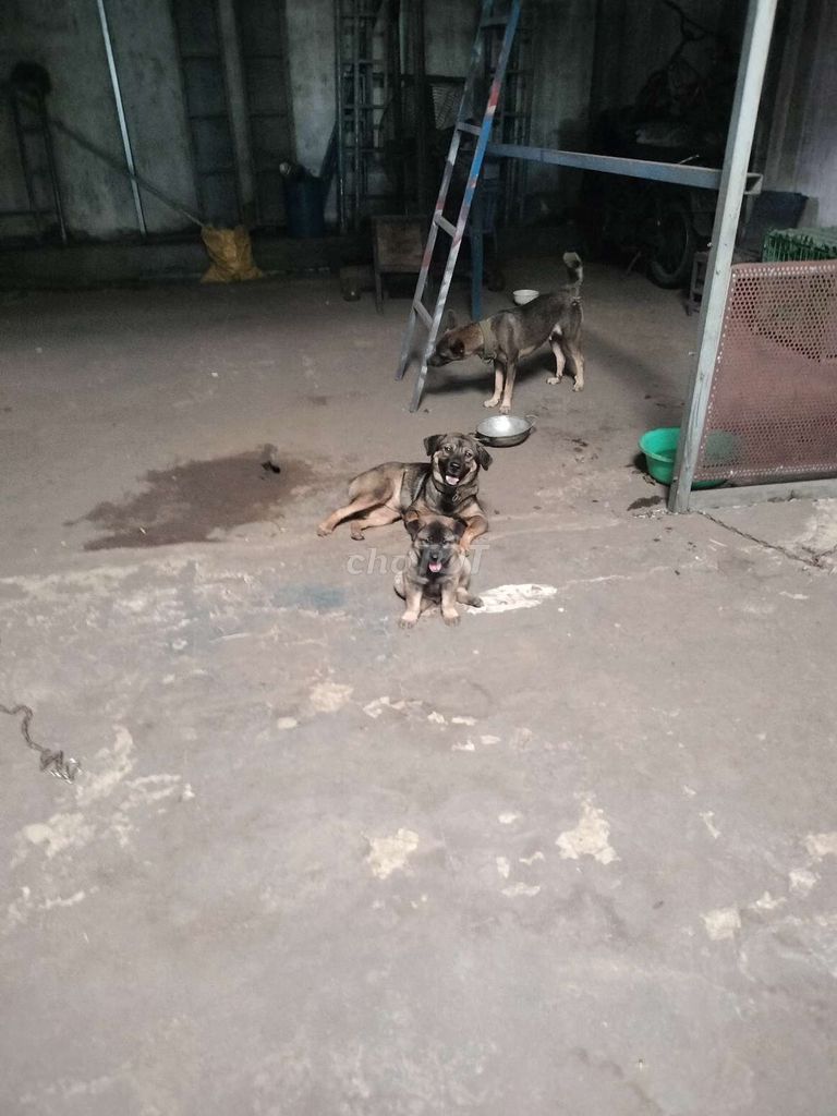 Chó Becgie lai 1 tháng tuổi. Mua bán Chó tại Huyện Hóc Môn Tp Hồ Chí Minh được đăng bởi huỳnh lý hình 1
