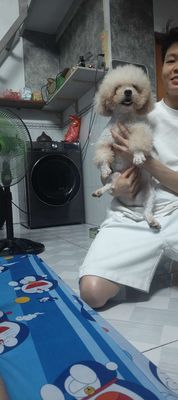 Tìm nhà mới cho bé trai ... Mua bán Chó tại Thị xã Bến Cát Bình Dương được đăng bởi Lê Nguyễn