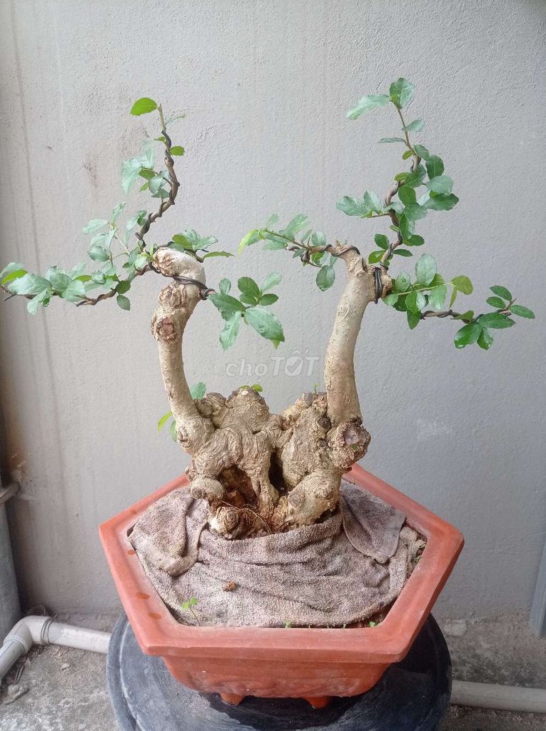 Cây Duối bonsai