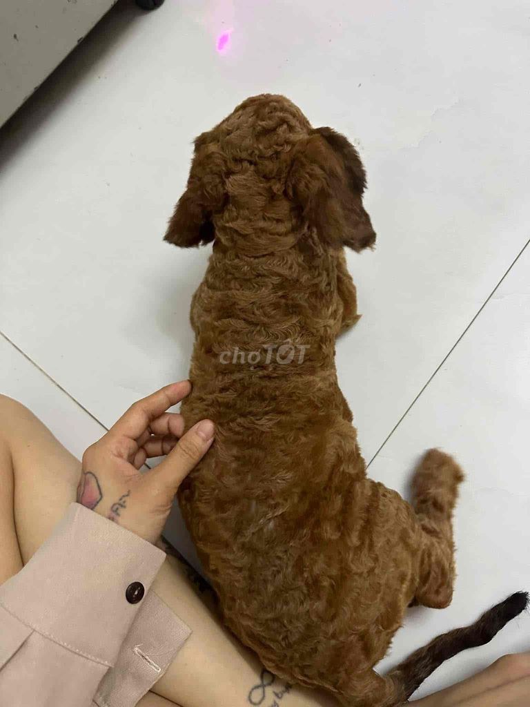 Chó Lạp Xưởng Lai Poodle Nâu Đực, Cái. Mua bán Chó tại Quận Bình Tân Tp Hồ Chí Minh được đăng bởi Hoàng Sang hình 1