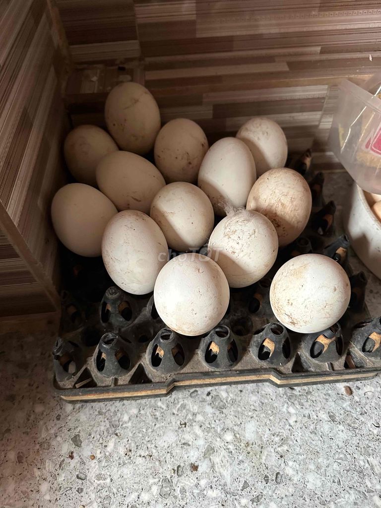 Trứng Ngỗng Nhà đẻ. Mua bán Thú cưng khác tại Huyện Hoài Đức Hà Nội được đăng bởi Smail hình 1