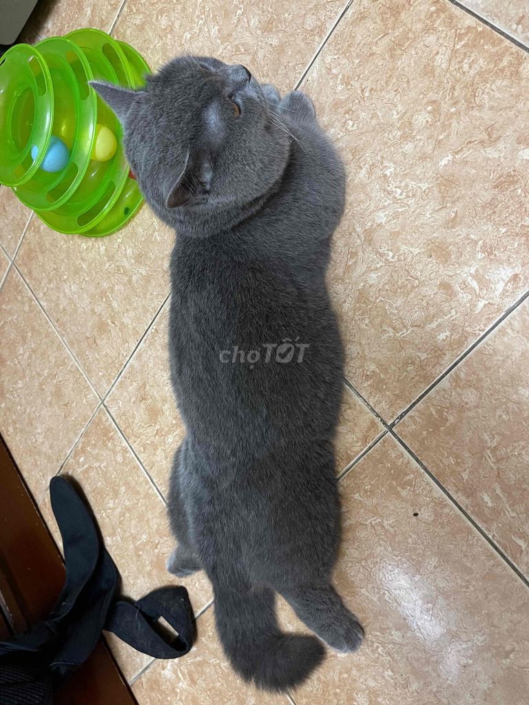 Mèo ALN chân lùn