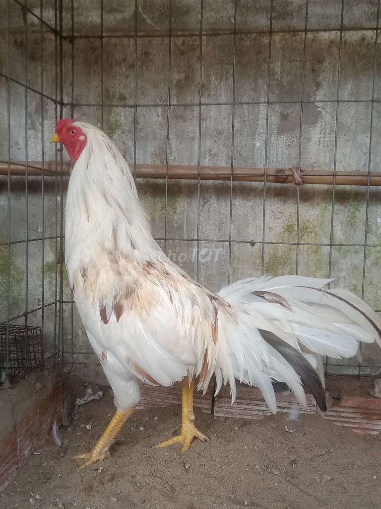 bướm trích 2,8kg. Mua bán Gà tại Huyện Vũng Liêm Vĩnh Long được đăng bởi Thanh L hình 1