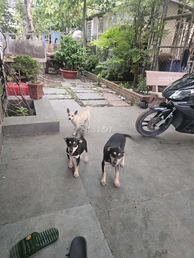 Chó cỏ 4 con 5 tháng tuổi. Mua bán Chó tại Huyện Hóc Môn Tp Hồ Chí Minh được đăng bởi no ah hình 1