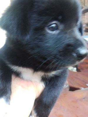 Chó Gấu Nhật xù 40 ngày tuổi