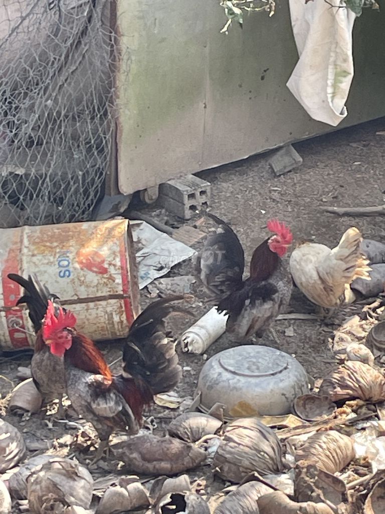 Gà tre Thái đực trên 3 tháng. Mua bán Gà tại Thành phố Rạch Giá Kiên Giang được đăng bởi Truong Chi Kiên  hình 1