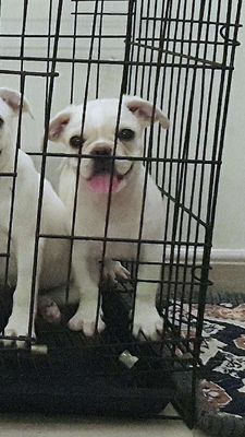 Chó Pug trắng siêu đẹp. Mua bán Chó tại Huyện Hóc Môn Tp Hồ Chí Minh được đăng bởi  Chú Linh