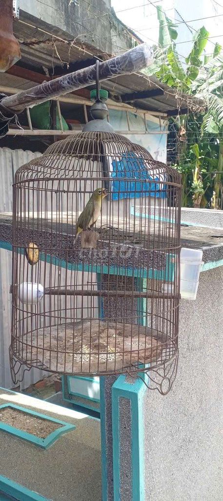 Chim khuyên đực xanh 2 mùa. Mua bán Chim tại Quận Gò Vấp Tp Hồ Chí Minh được đăng bởi Gia Bình  hình 1