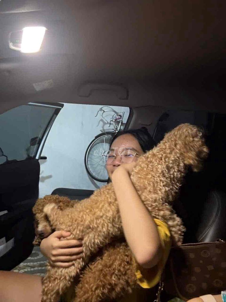 Chó Poodle nâu vàng 1 tuổi. Mua bán Chó tại Quận Hải Châu Đà Nẵng được đăng bởi Vân Khánh hình 4