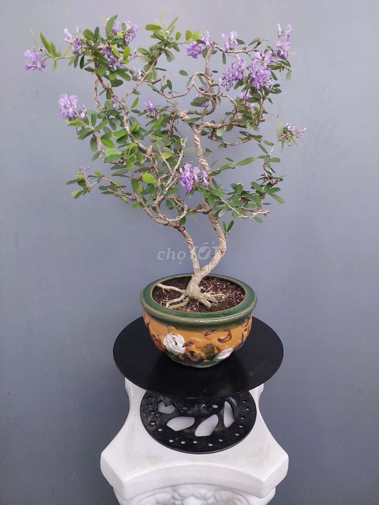 Linh sam bonsai để bàn bông chùm thân lắc đế quái . Mua bán Cây cảnh, đồ trang trí tại Quận Tân Bình Tp Hồ Chí Minh được đăng bởi Vườn Phố hình 1