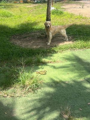 Chó Golden Retriever Vàng kem 15 tháng