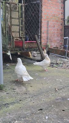 Bồ câu gà trạng to loại 1. Mua bán Chim tại Huyện Dương Minh Châu Tây Ninh được đăng bởi Minh Phát