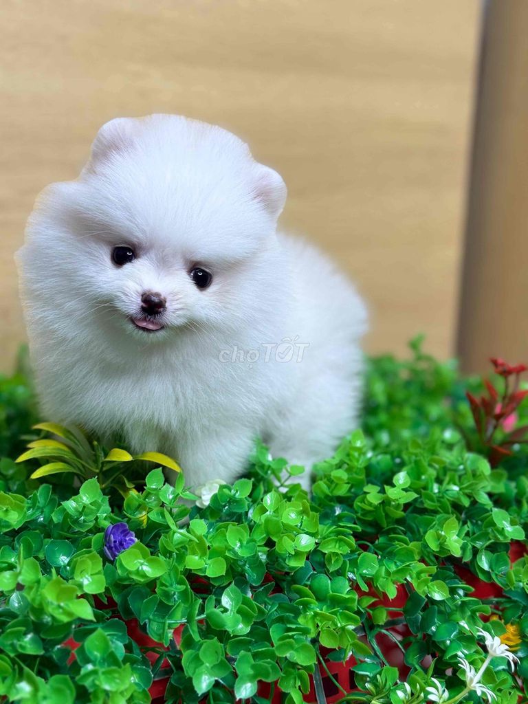 Chó Pomeranian Mini nhiều màu. Mua bán Chó tại Quận Tân Bình Tp Hồ Chí Minh được đăng bởi nguyễn tường vân hình 5