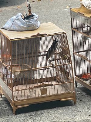 Mùa 2 lan cui nết re lật bung xòe chim bo bao phê. Mua bán Chim tại Thành phố Thuận An Bình Dương được đăng bởi Hoang van long