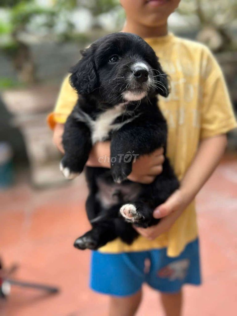 Chó Phú Quốc lai Poodle Đen Đực Cái. Mua bán Chó tại Quận Đống Đa Hà Nội được đăng bởi cường nguyễn ngọc hình 1