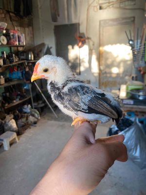 có đàn gà tre bắc cộc cần chia. Mua bán Gà tại Quận Long Biên Hà Nội được đăng bởi cây cảnh bonsai 