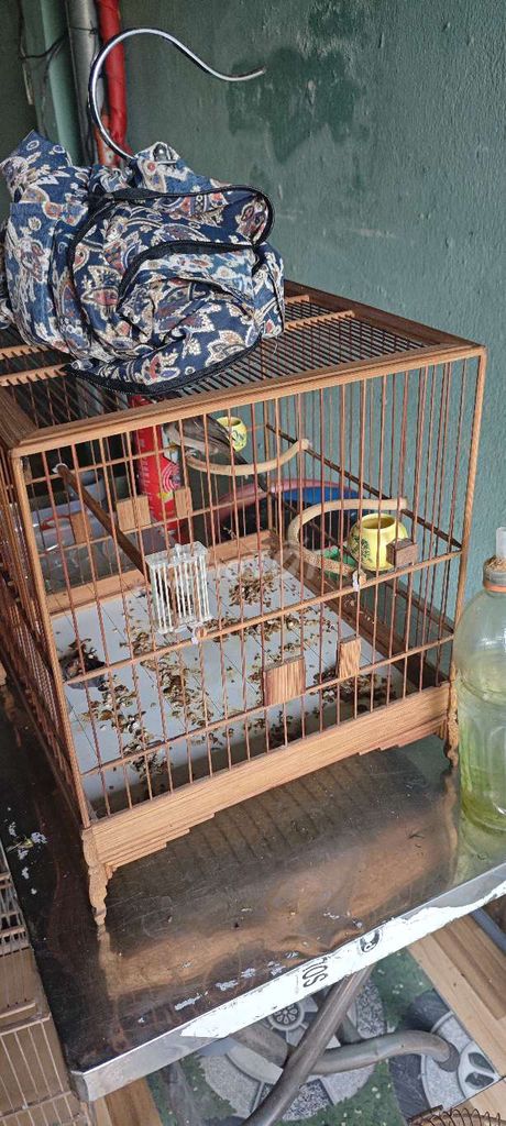 Chim cảnh Trắng Đỏ 2 bộ. Mua bán Chim tại Huyện Bến Cầu Tây Ninh được đăng bởi phong ma hình 1