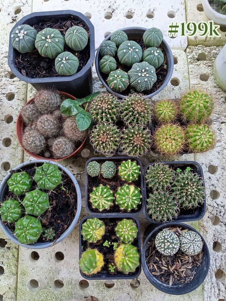 St xương rồng nhiêù loại. Mua bán Cây cảnh, đồ trang trí tại Huyện Long Hồ Vĩnh Long được đăng bởi Linh hình 1