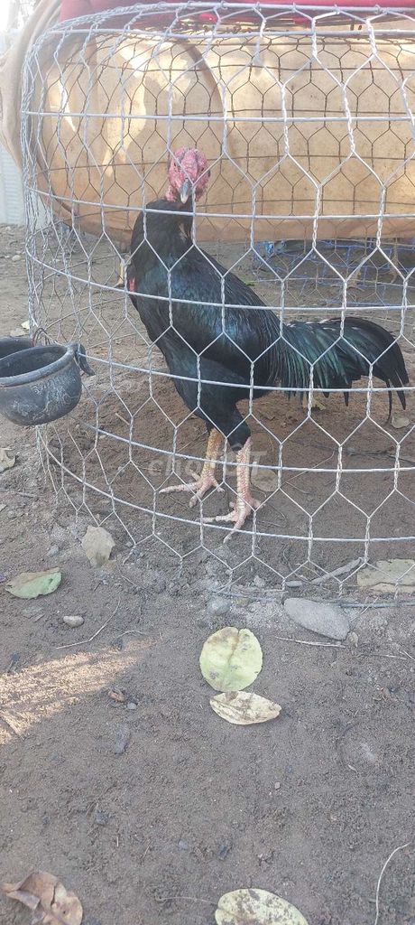 Gà chọi Đen chân Vàng 2.85kg. Mua bán Gà tại Huyện Hòa Vang Đà Nẵng được đăng bởi Minh Tâm  hình 1