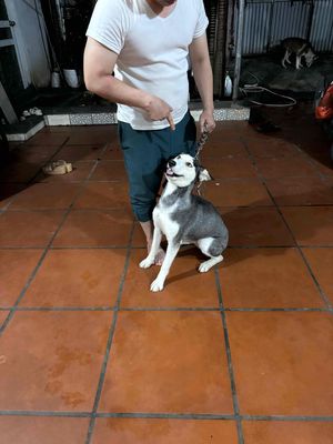 Chó Husky cái 8thang