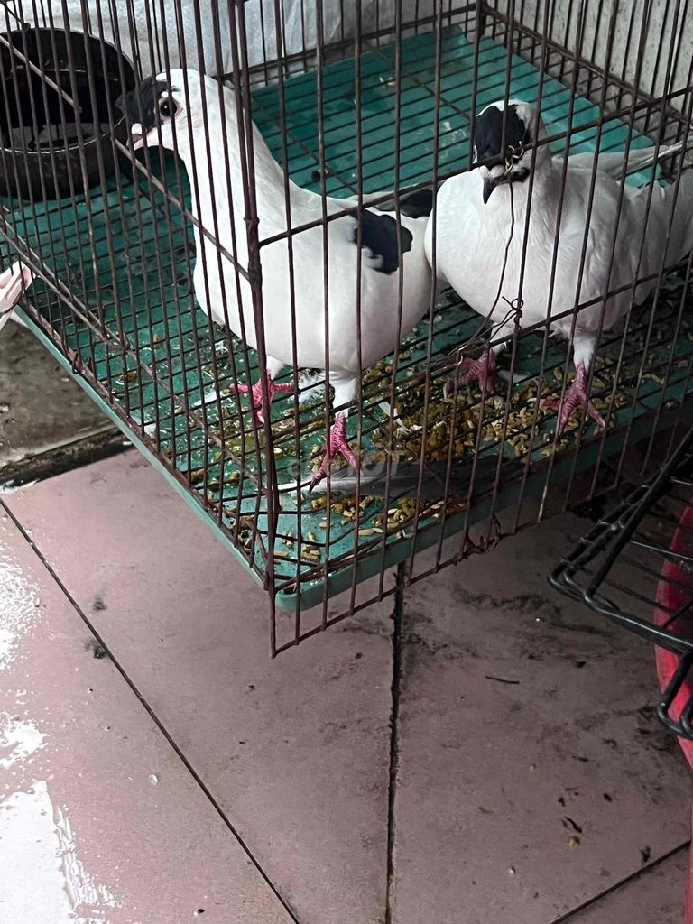 Bồ câu Hỏa tiễn Ý Trắng Đen. Mua bán Chim tại Quận 6 Tp Hồ Chí Minh được đăng bởi Letuankhang hình 1